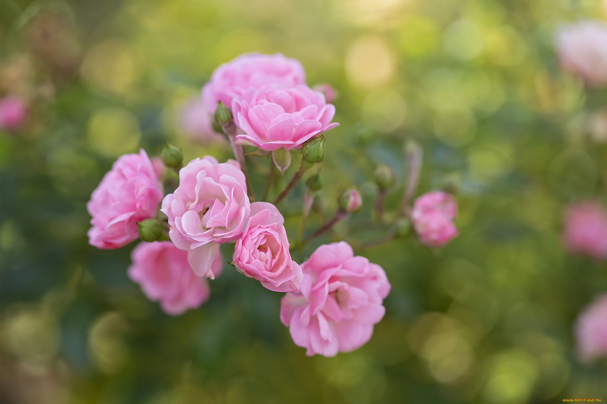 Лето цветы розы. Розовые цветы. Маленькие розовые цветы. Мелкие розовые цветочки. Цветы маленькие розочки.